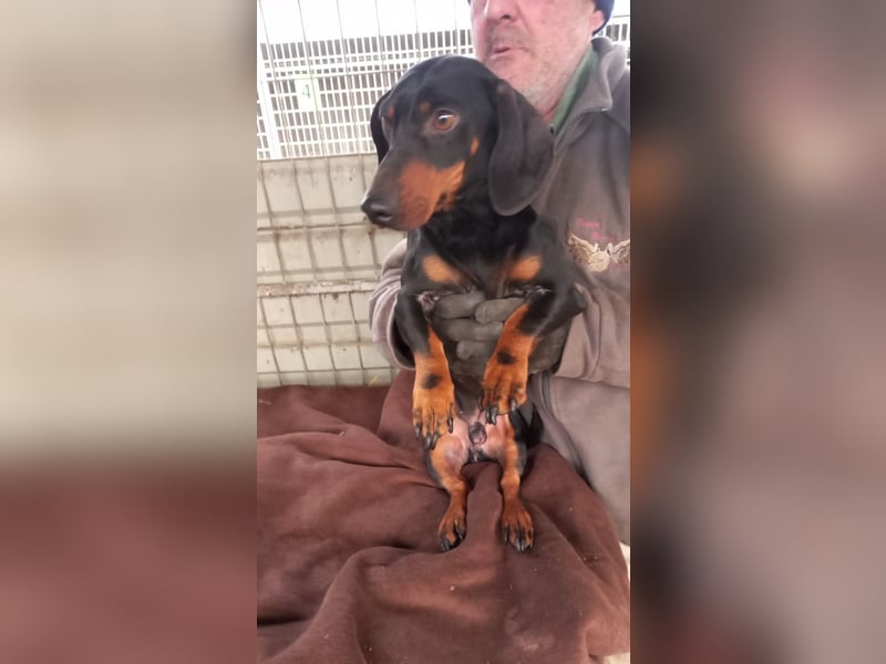 Soma, schüchterner Kurzhaardackel geb. 2023