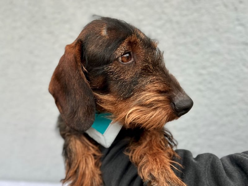 Bony, hübscher Rauhaardackel geb. 2021