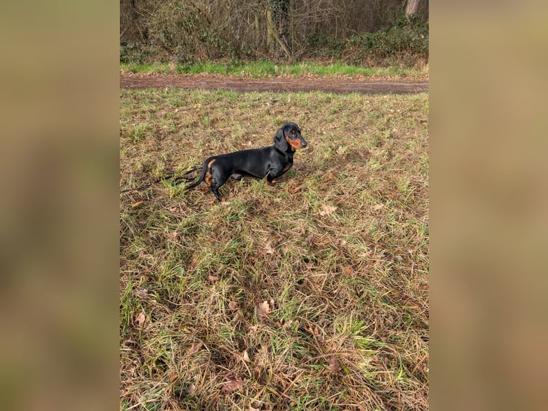 Artur-Ludwig von den Glücksdackeln, steht ab sofort geeigneten Dackeldamen als Deckrüde zur verf.