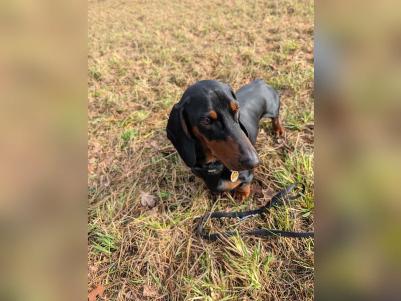 Artur-Ludwig von den Glücksdackeln, steht ab sofort geeigneten Dackeldamen als Deckrüde zur verf.