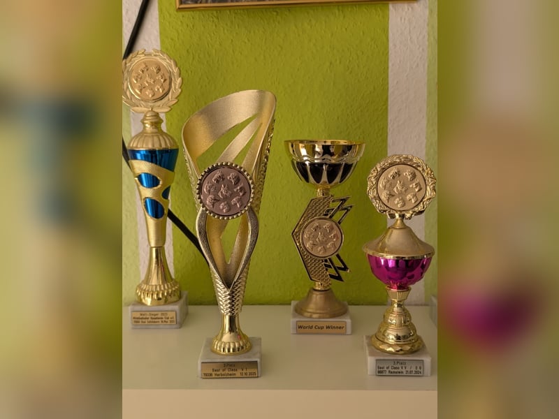 Artur-Ludwig von den Glücksdackeln, steht ab sofort geeigneten Dackeldamen als Deckrüde zur verf.