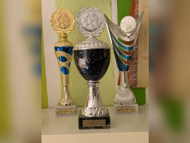 Artur-Ludwig von den Glücksdackeln, steht ab sofort geeigneten Dackeldamen als Deckrüde zur verf.