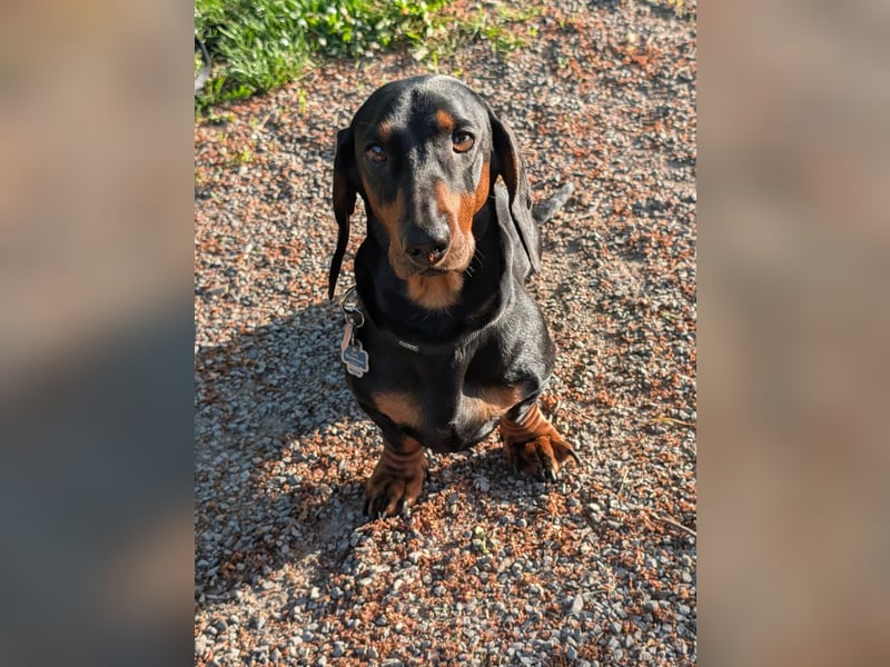 Artur-Ludwig von den Glücksdackeln, steht ab sofort geeigneten Dackeldamen als Deckrüde zur verf.