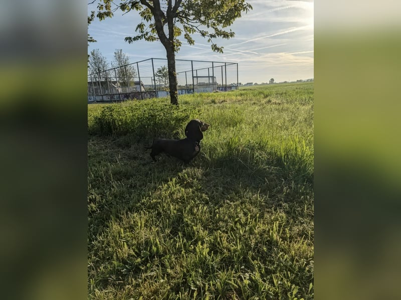 Artur-Ludwig von den Glücksdackeln, steht ab sofort geeigneten Dackeldamen als Deckrüde zur verf.