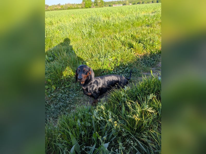 Artur-Ludwig von den Glücksdackeln, steht ab sofort geeigneten Dackeldamen als Deckrüde zur verf.