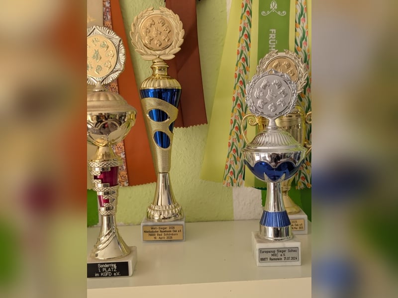 Artur-Ludwig von den Glücksdackeln, steht ab sofort geeigneten Dackeldamen als Deckrüde zur verf.