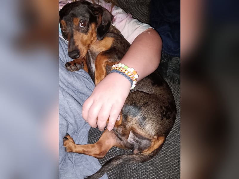 Zwergdackel Hündin (Harlekin)