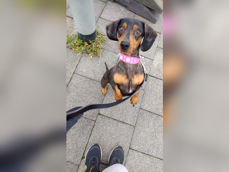 Zwergdackel Hündin (Harlekin)