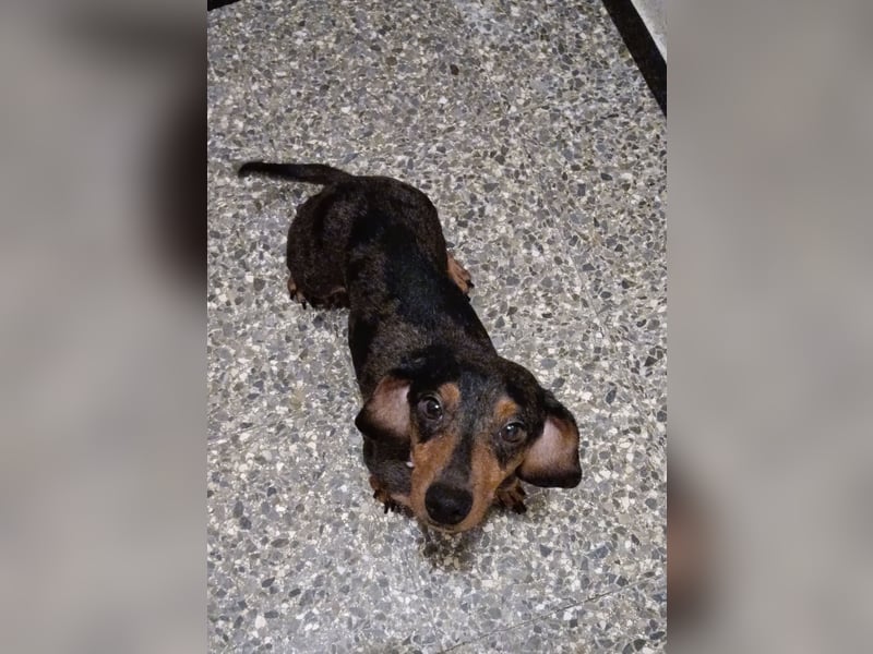 Zwergdackel Hündin (Harlekin)