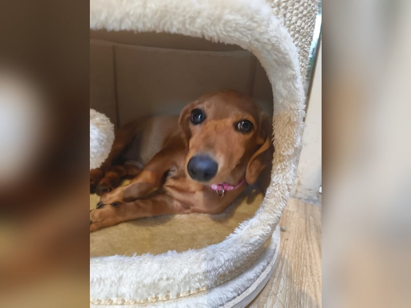 Julia – kleine Zwergdackel-Prinzessin sucht ihr Glück