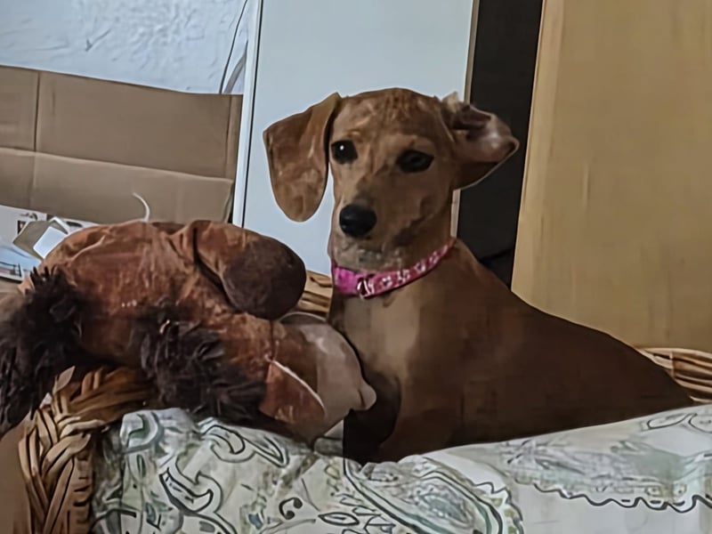 Julia – kleine Zwergdackel-Prinzessin sucht ihr Glück