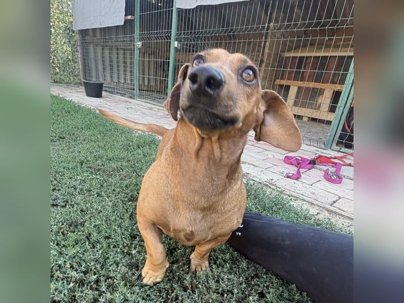 Doby ein kleiner Engel