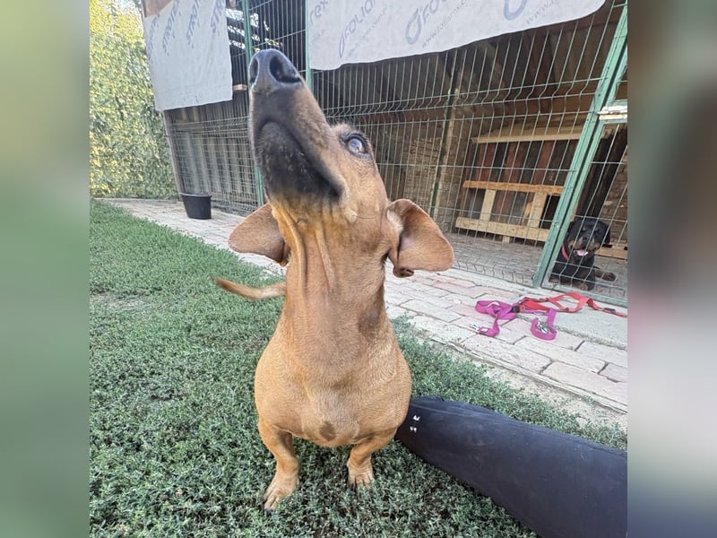 Doby ein kleiner Engel