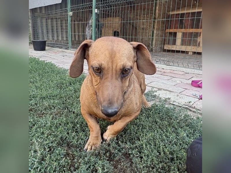 Doby ein kleiner Engel