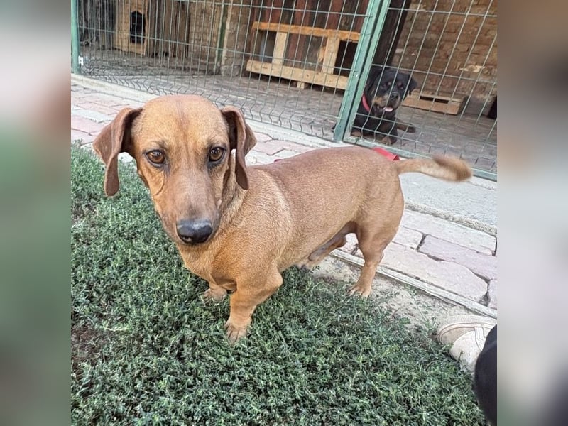 Doby ein kleiner Engel