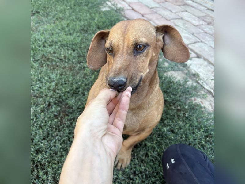 Doby ein kleiner Engel