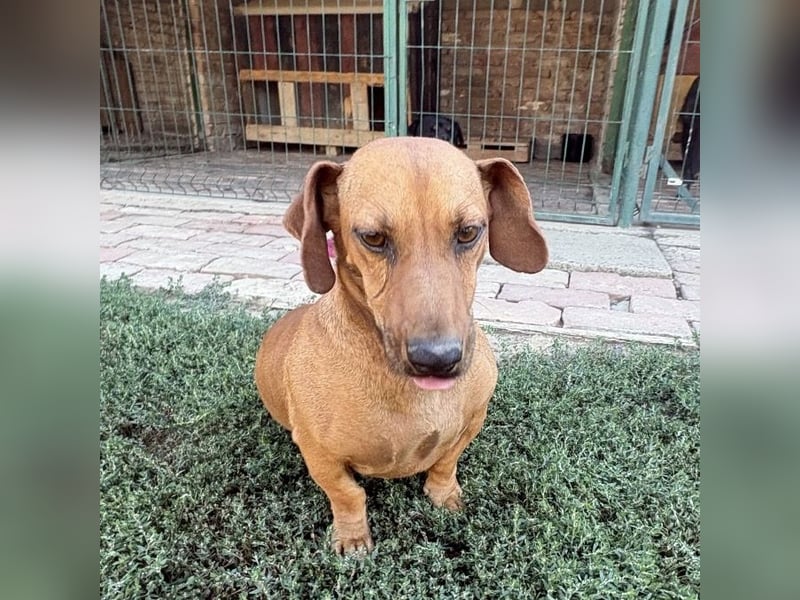 Doby ein kleiner Engel