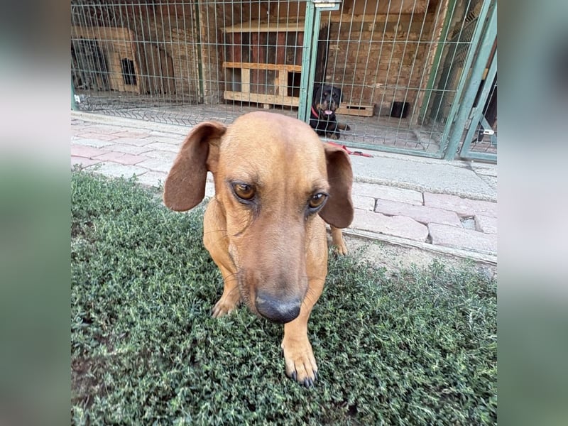 Doby ein kleiner Engel