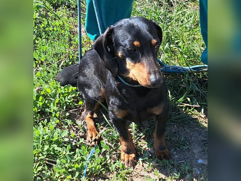 Dackelmädel Nola möchte Rumänien schnell verlassen