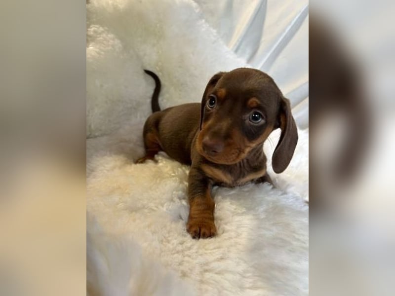 Dackel   Hündin – geimpft, entwurmt, gechipt, mit EU-Heimtierausweis