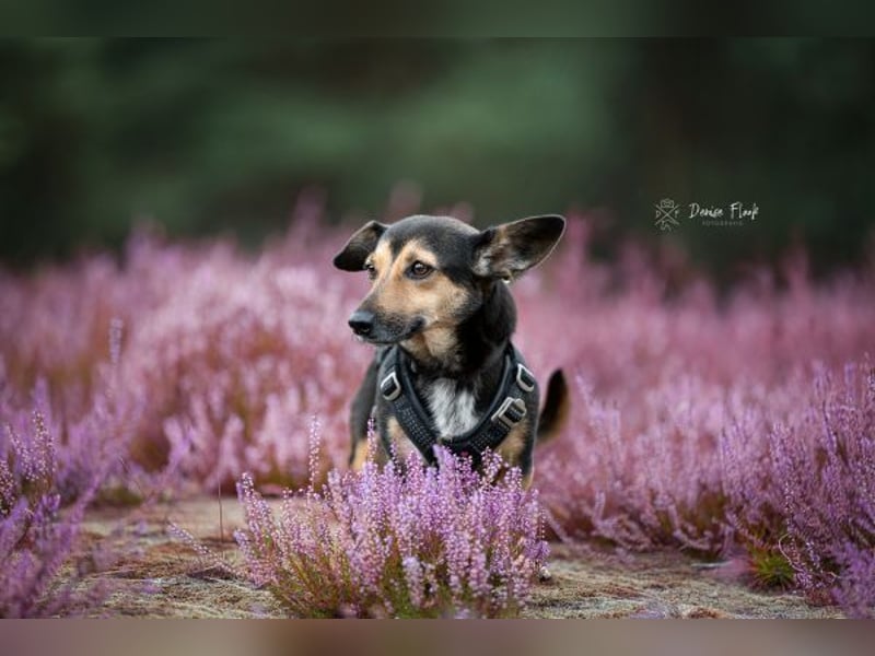 Heidi auf Pflegestelle in 38448 Wolfsburg