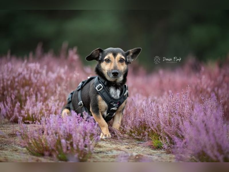 Heidi auf Pflegestelle in 38448 Wolfsburg