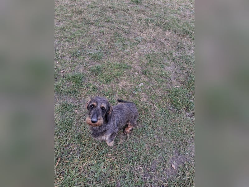 Dackel Welpen Rauhaarteckel