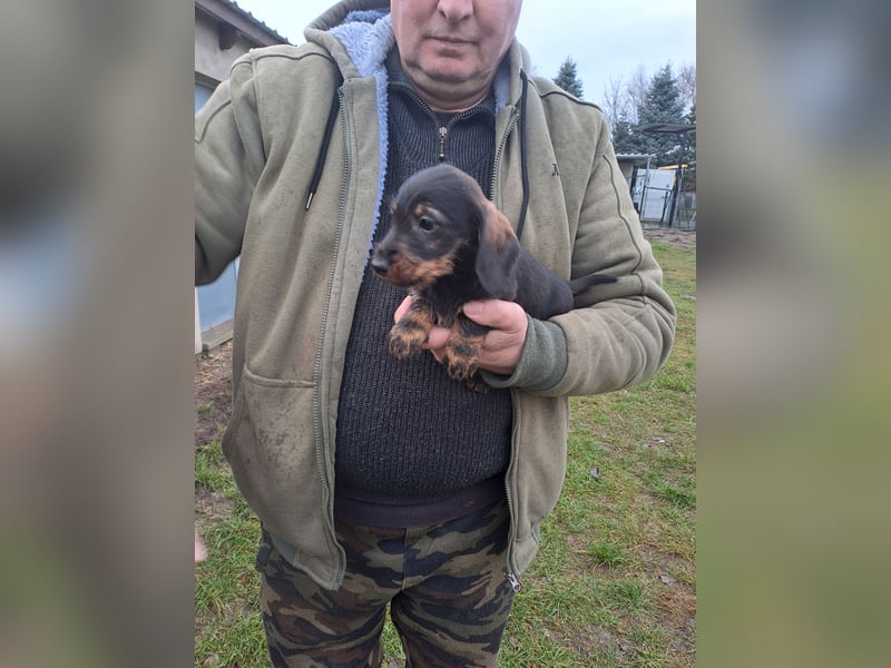 Dackel Welpen Rauhaarteckel