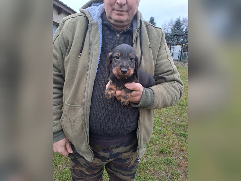 Dackel Welpen Rauhaarteckel