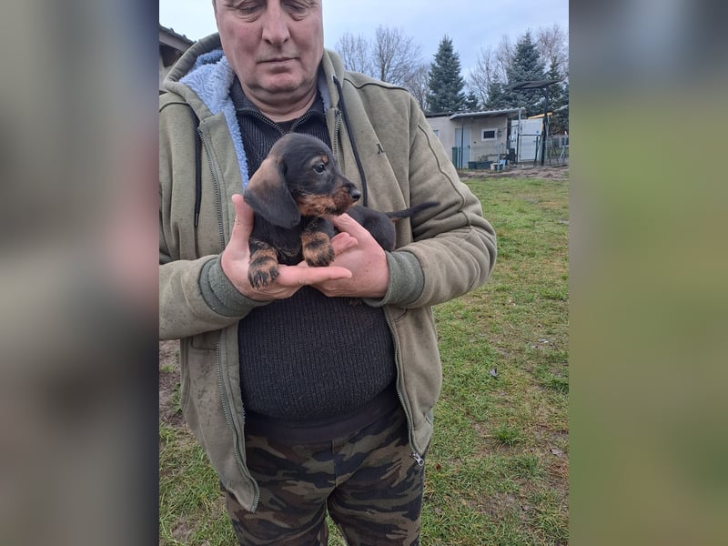 Dackel Welpen Rauhaarteckel