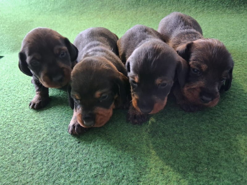 Dackel Welpen Rauhaarteckel