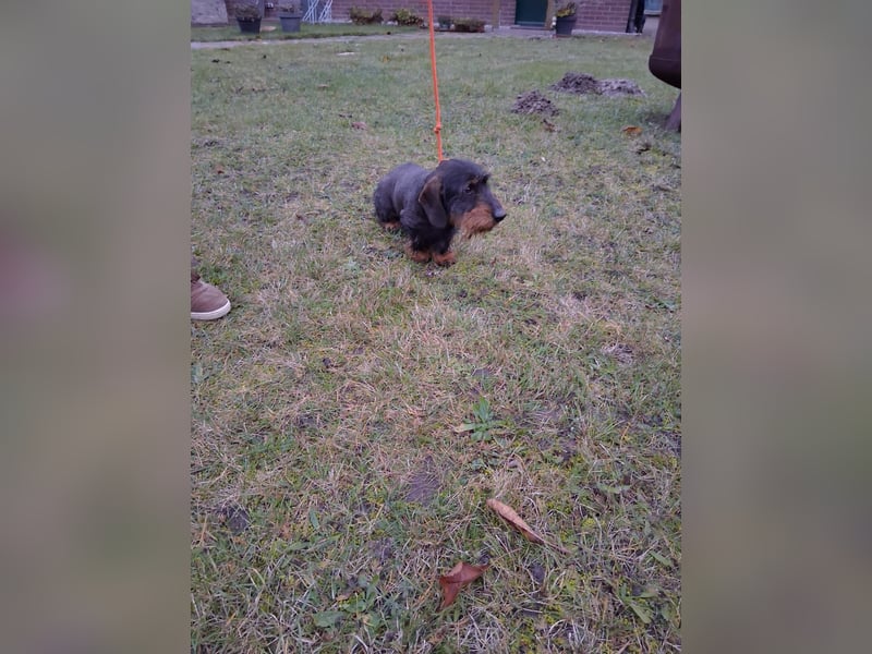 Dackel Welpen Rauhaarteckel