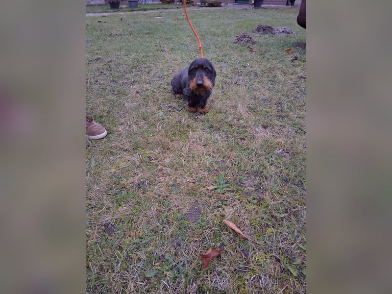 Dackel Welpen Rauhaarteckel