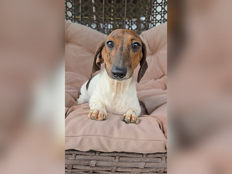 Zwergdackel Kelly sucht ihre Familie!