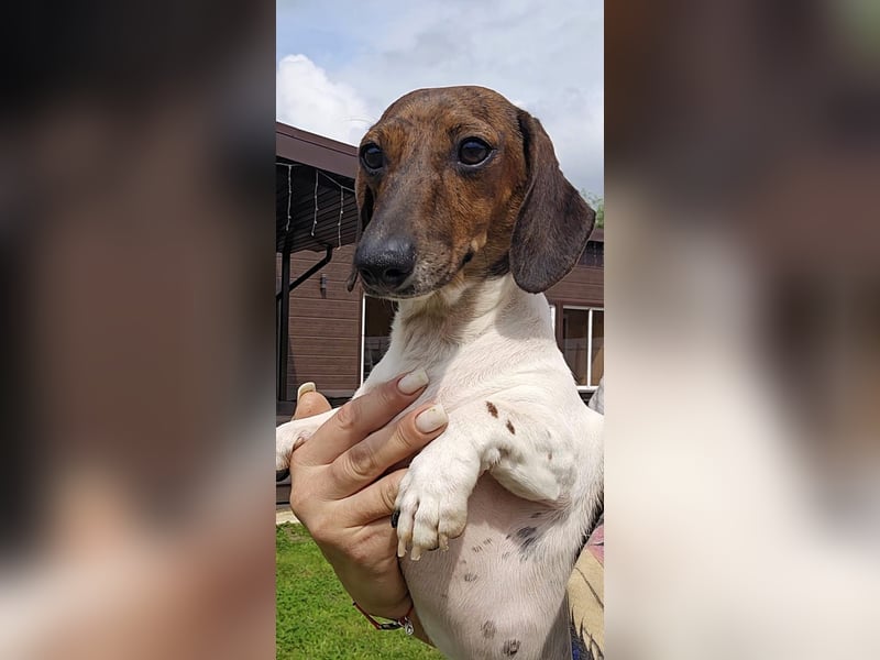 Zwergdackel Kelly sucht ihre Familie!