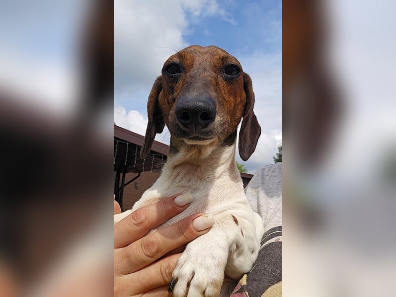 Zwergdackel Kelly sucht ihre Familie!