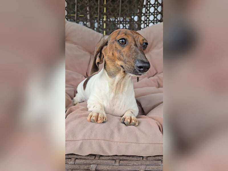 Zwergdackel Kelly sucht ihre Familie!