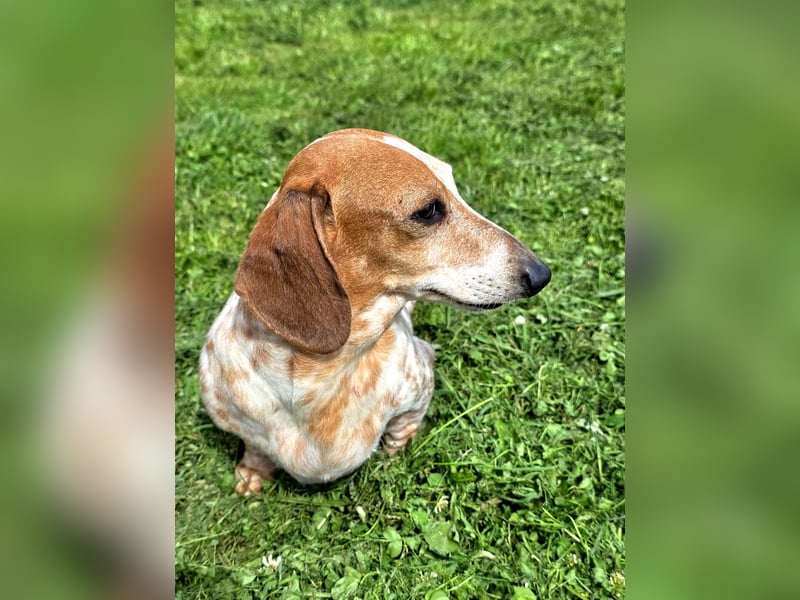 Zwergdackel SAYANA sucht neue Familie!