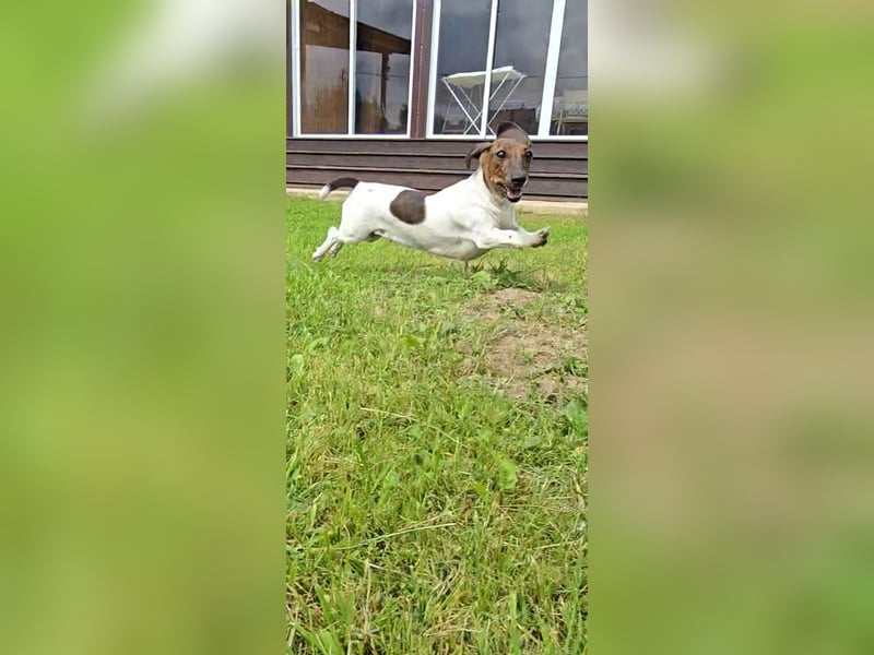 Zwergdackel Kelly sucht ihre Familie!