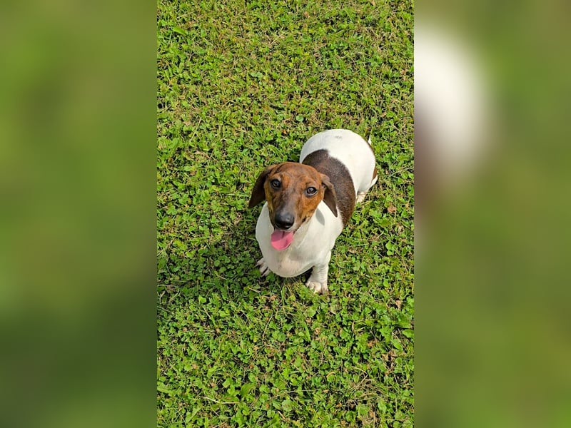 Zwergdackel Kelly sucht ihre Familie!