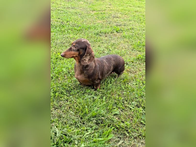 Zwergdackel LINDA sucht ein liebevolles Zuhause!