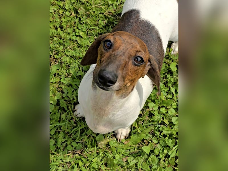 Zwergdackel Kelly sucht ihre Familie!