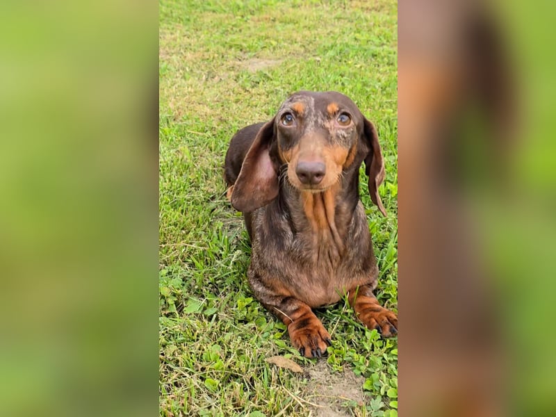 Zwergdackel LINDA sucht ein liebevolles Zuhause!
