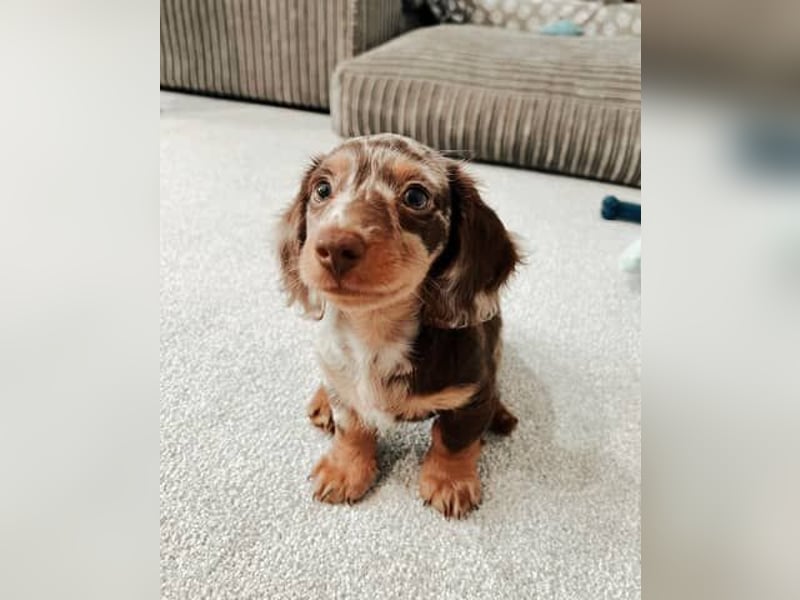 Dackel Hündin – geimpft, entwurmt, gechipt, mit EU-Heimtierausweis