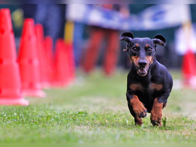 VDH/FCI Dackelwelpen Wurferwartung 22.01.26