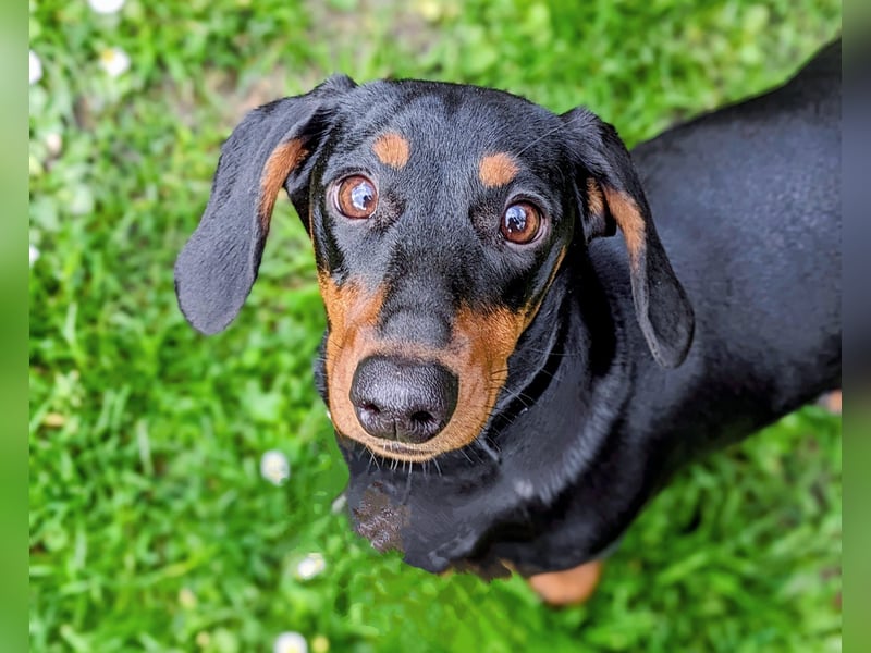 VDH/FCI Dackelwelpen Wurferwartung 22.01.26