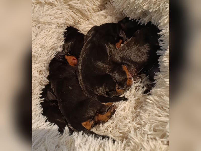 VDH/FCI Dackelwelpen am 21.01.26 geboren