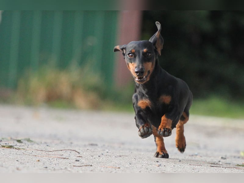 VDH/FCI Dackelwelpen Wurferwartung 22.01.26