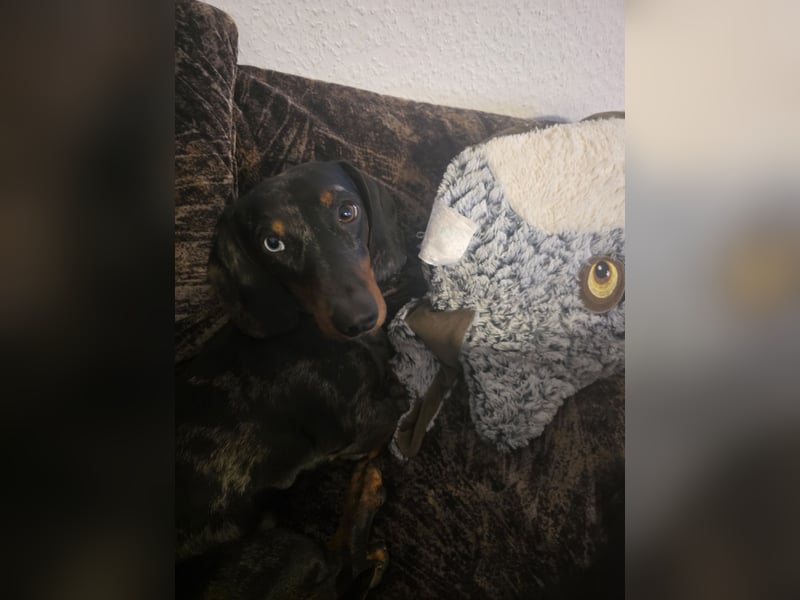 Zwei wunderschöne Harlekin-Dackelrüden abzugeben – aufgrund veränderter Lebensumstände
