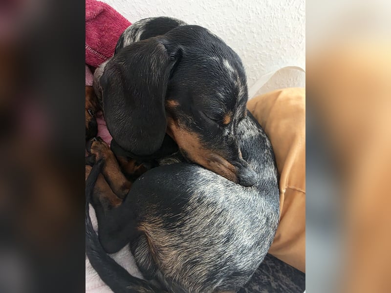 Zwei wunderschöne Harlekin-Dackelrüden abzugeben – aufgrund veränderter Lebensumstände